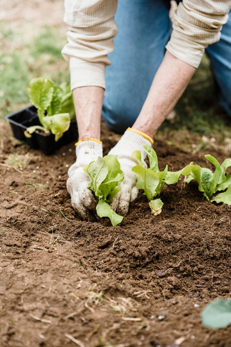 Person Planting on the Garden